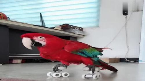 八哥直播爆料视频大全,揭秘热门事件幕后真相