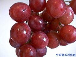 明星2个葡萄,探寻明星与葡萄的奇妙缘分