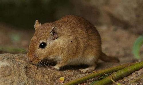 娱乐吃瓜酱本鼠,揭秘娱乐圈那些不为人知的幕后故事